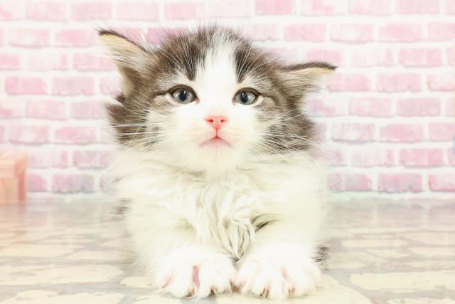ノルウェージャン・フォレストキャット