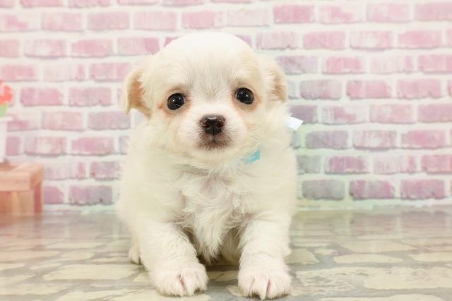 東京都のチワワ(ロング) (Coo&RIKU大久保店/2025年4月16日生まれ/男の子/クリーム)の子犬