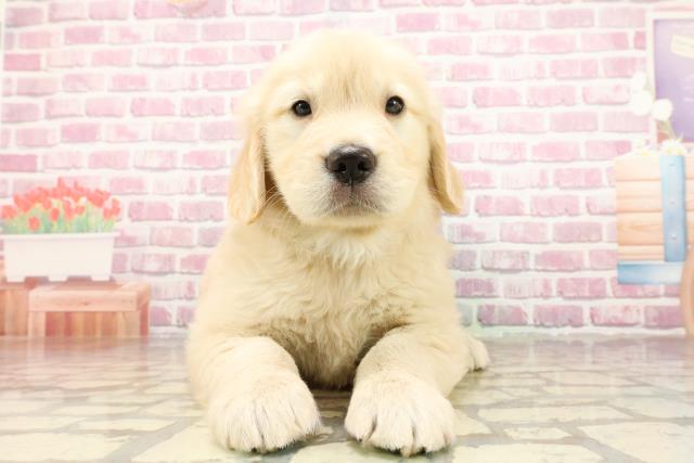 福島県のゴールデンレトリバー (Coo&RIKUいわき店/2025年4月16日生まれ/男の子/ゴールデン)の子犬