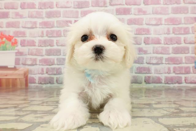 千葉県のマルチーズ (Coo&RIKU若葉都賀店/2025年4月15日生まれ/男の子/ホワイト)の子犬