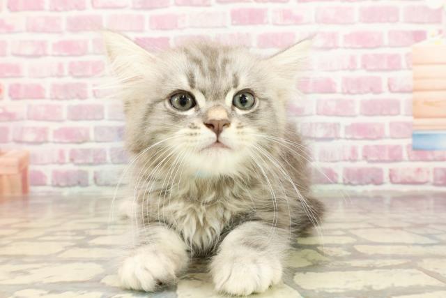 埼玉県のサイベリアン (Coo&RIKUアニマルケアセンター大宮/2025年4月15日生まれ/男の子/ブルーシルバータビー)の子猫