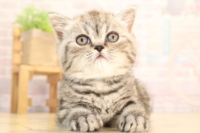エキゾチック