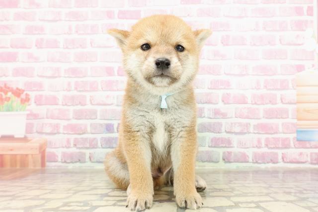 柴犬