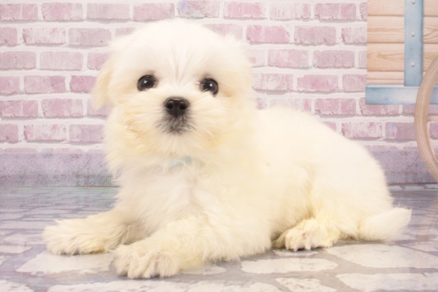 兵庫県のマルチーズ (Coo&RIKU神戸東灘店/2025年4月12日生まれ/男の子/ホワイト)の子犬の3枚目の画像