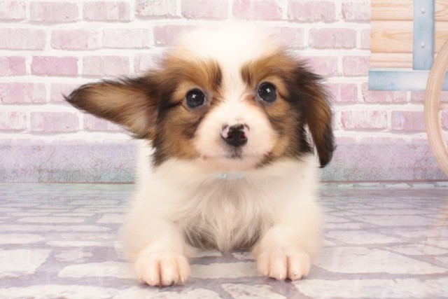兵庫県のパピヨン (Coo&RIKU神戸東灘店/2025年4月15日生まれ/男の子/ホワイトレッド)の子犬