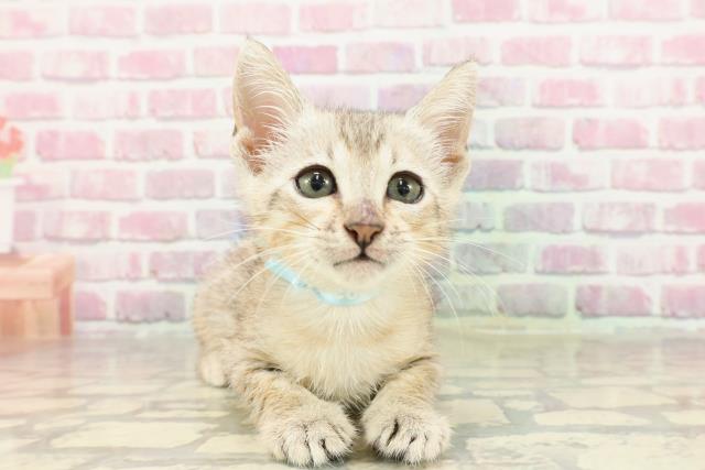 東京都のエジプシャンマウ (Coo&RIKU赤坂店/2025年4月14日生まれ/男の子/シルバー)の子猫