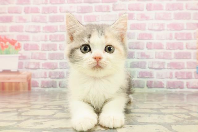 北海道のマンチカン (Coo&RIKU函館店/2025年4月17日生まれ/女の子/ダイリュートキャリコ)の子猫の1枚目の画像