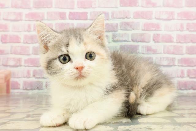 北海道のマンチカン (Coo&RIKU函館店/2025年4月17日生まれ/女の子/ダイリュートキャリコ)の子猫の2枚目の画像