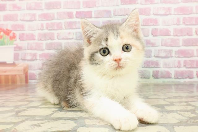 北海道のマンチカン (Coo&RIKU函館店/2025年4月17日生まれ/女の子/ダイリュートキャリコ)の子猫の3枚目の画像
