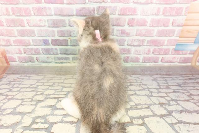 北海道のマンチカン (Coo&RIKU函館店/2025年4月17日生まれ/女の子/ダイリュートキャリコ)の子猫の4枚目の画像