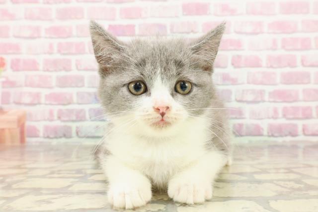 北海道のマンチカン (Coo&RIKU旭川店/2025年4月17日生まれ/男の子/ブルーホワイト)の子猫の1枚目の画像