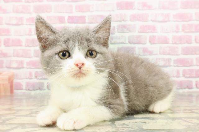 北海道のマンチカン (Coo&RIKU旭川店/2025年4月17日生まれ/男の子/ブルーホワイト)の子猫の2枚目の画像