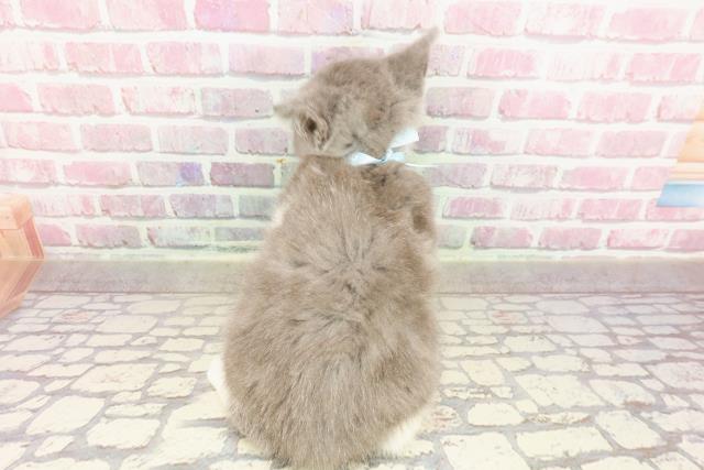 北海道のマンチカン (Coo&RIKU旭川店/2025年4月17日生まれ/男の子/ブルーホワイト)の子猫の4枚目の画像