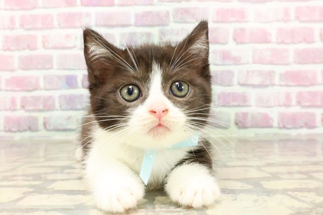 東京都のマンチカン (Coo&RIKU広尾店/2025年4月17日生まれ/男の子/ブラックホワイト)の子猫