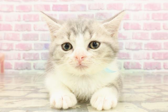 青森県のマンチカン (Coo&RIKU八戸店/2025年4月17日生まれ/男の子/ブルータビーホワイト)の子猫