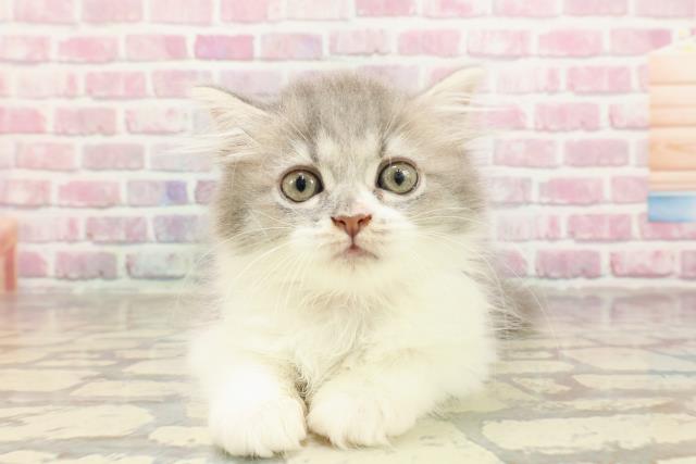 北海道のサイベリアン (Coo&RIKU函館店/2025年4月4日生まれ/女の子/ブルータビーホワイト)の子猫の1枚目の画像