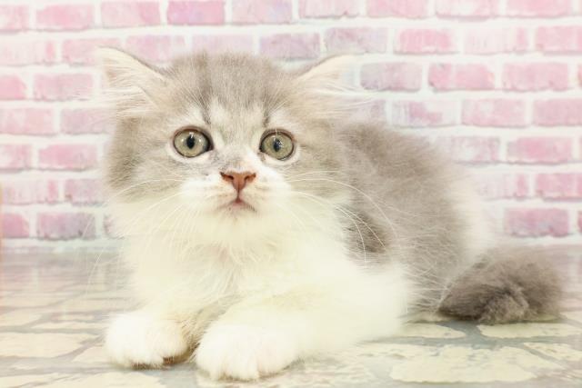北海道のサイベリアン (Coo&RIKU函館店/2025年4月4日生まれ/女の子/ブルータビーホワイト)の子猫の2枚目の画像