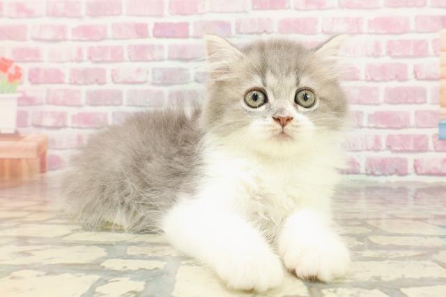 北海道のサイベリアン (Coo&RIKU函館店/2025年4月4日生まれ/女の子/ブルータビーホワイト)の子猫の3枚目の画像
