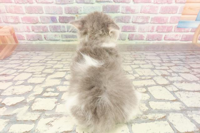 北海道のサイベリアン (Coo&RIKU函館店/2025年4月4日生まれ/女の子/ブルータビーホワイト)の子猫の4枚目の画像