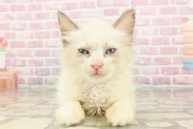 東京都のラグドール (Coo&RIKU赤坂店/2025年4月12日生まれ/男の子/ブルーポイントバイカラー)の子猫