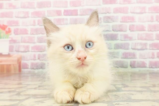 東京都のラグドール (Coo&RIKU浅草店/2025年4月12日生まれ/男の子/ブルーポイントバイカラー)の子猫
