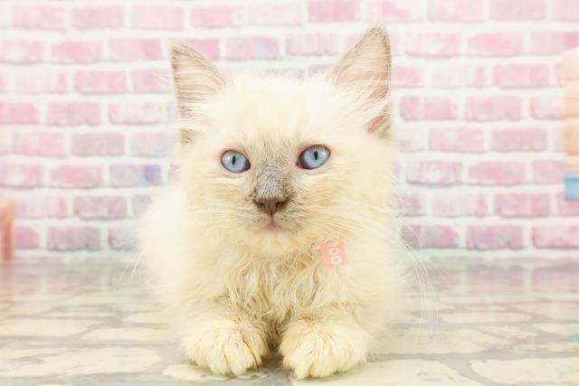 東京都のラグドール (Coo&RIKU下北沢店/2025年4月12日生まれ/女の子/ブルーポイントミテッド)の子猫