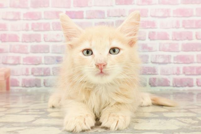 東京都のメインクーン (Coo&RIKU浅草店/2025年4月18日生まれ/男の子/クリームタビー)の子猫