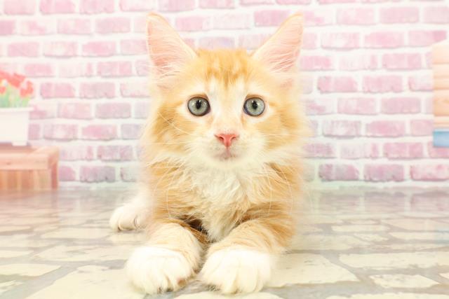 東京都のメインクーン (Coo&RIKU秋葉原店/2025年4月18日生まれ/男の子/レッドタビーホワイト)の子猫
