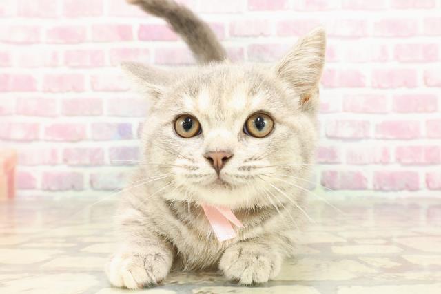 石川県のマンチカン (Coo&RIKU金沢店/2025年3月14日生まれ/女の子/ブルーパッチドタビー)の子猫の1枚目の画像