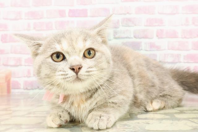 石川県のマンチカン (Coo&RIKU金沢店/2025年3月14日生まれ/女の子/ブルーパッチドタビー)の子猫の2枚目の画像