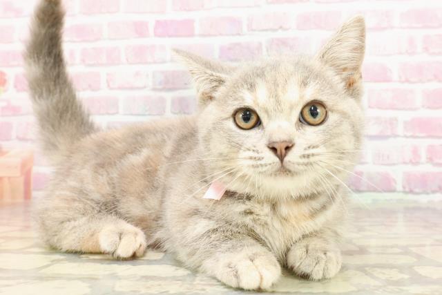 石川県のマンチカン (Coo&RIKU金沢店/2025年3月14日生まれ/女の子/ブルーパッチドタビー)の子猫の3枚目の画像