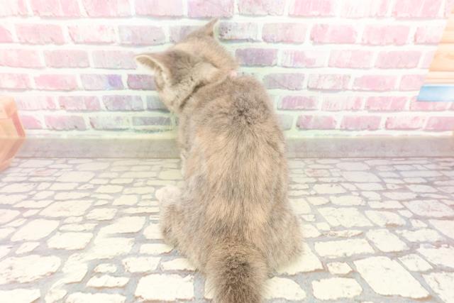 石川県のマンチカン (Coo&RIKU金沢店/2025年3月14日生まれ/女の子/ブルーパッチドタビー)の子猫の4枚目の画像