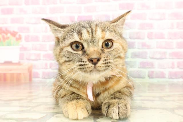 山形県のマンチカン (Coo&RIKU山形店/2025年3月14日生まれ/女の子/ブラウンパッチドタビー)の子猫の1枚目の画像