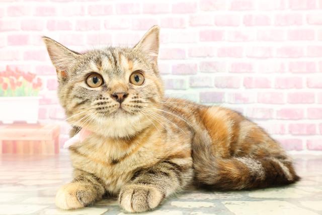 山形県のマンチカン (Coo&RIKU山形店/2025年3月14日生まれ/女の子/ブラウンパッチドタビー)の子猫の2枚目の画像