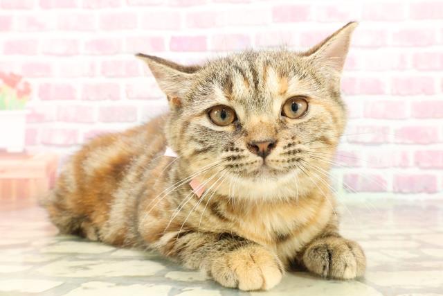 山形県のマンチカン (Coo&RIKU山形店/2025年3月14日生まれ/女の子/ブラウンパッチドタビー)の子猫の3枚目の画像