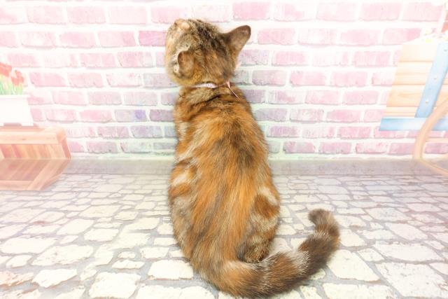 山形県のマンチカン (Coo&RIKU山形店/2025年3月14日生まれ/女の子/ブラウンパッチドタビー)の子猫の4枚目の画像