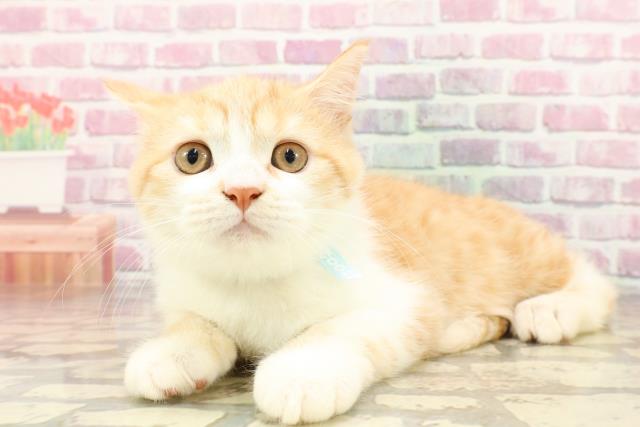 宮城県のスコティッシュフォールド (Coo&RIKU仙台太白店/2025年3月18日生まれ/男の子/レッドマッカレルタビーホワイト)の子猫の2枚目の画像