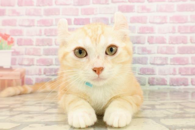 北海道のアメリカンカール (Coo&RIKU室蘭店/2025年2月12日生まれ/男の子/カメオタビー)の子猫