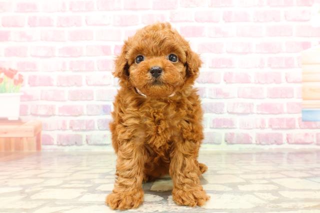 東京都のトイプードル(トイ) (Coo&RIKU阿佐ヶ谷店/2025年4月18日生まれ/女の子/レッド)の子犬