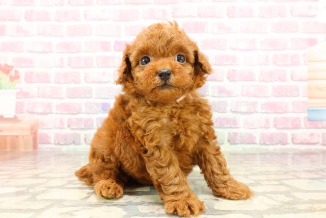 東京都のトイプードル(トイ) (Coo&RIKU阿佐ヶ谷店/2025年4月18日生まれ/女の子/レッド)の子犬の3枚目の画像
