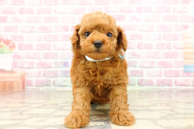 宮城県のトイプードル(トイ) (Coo&RIKU石巻店/2025年4月18日生まれ/男の子/レッド)の子犬の1枚目の画像