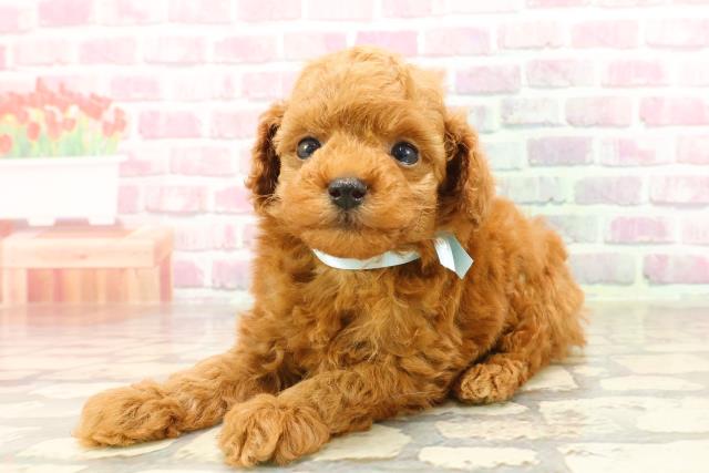宮城県のトイプードル(トイ) (Coo&RIKU石巻店/2025年4月18日生まれ/男の子/レッド)の子犬の2枚目の画像