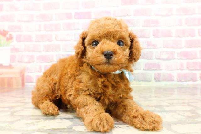 宮城県のトイプードル(トイ) (Coo&RIKU石巻店/2025年4月18日生まれ/男の子/レッド)の子犬の3枚目の画像