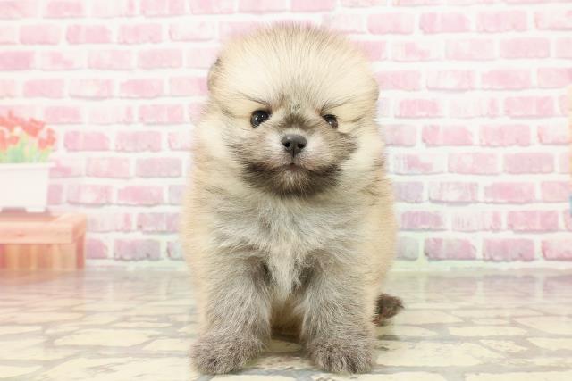 神奈川県のポメラニアン (Coo&RIKU相模原店/2025年4月20日生まれ/男の子/オレンジ)の子犬