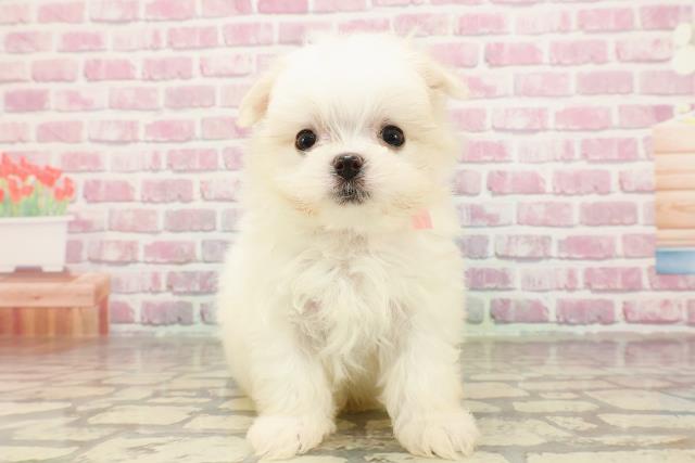 青森県のマルチーズ (Coo&RIKU八戸店/2025年4月18日生まれ/女の子/ホワイト)の子犬の1枚目の画像