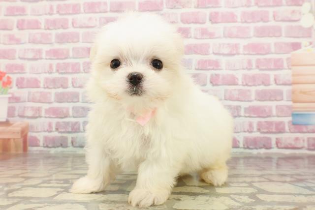 青森県のマルチーズ (Coo&RIKU八戸店/2025年4月18日生まれ/女の子/ホワイト)の子犬の2枚目の画像
