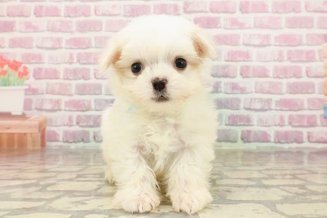 新潟県のマルチーズ (Coo&RIKUイオンモール新発田店/2025年4月18日生まれ/男の子/ホワイト)の子犬