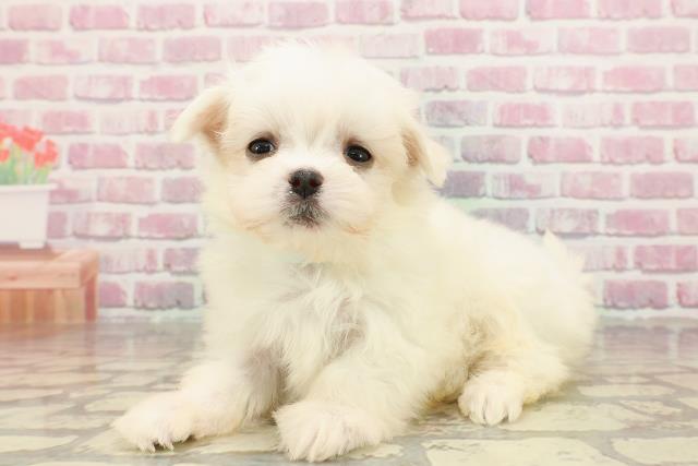 神奈川県のマルチーズ (Coo&RIKU横浜旭店/2025年4月18日生まれ/男の子/ホワイト)の子犬の2枚目の画像