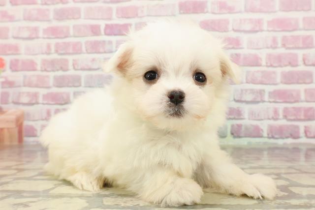 神奈川県のマルチーズ (Coo&RIKU横浜旭店/2025年4月18日生まれ/男の子/ホワイト)の子犬の3枚目の画像