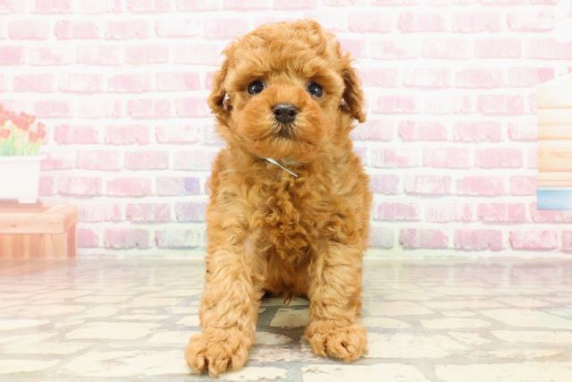 北海道のトイプードル(トイ) (Coo&RIKU函館店/2025年4月19日生まれ/男の子/レッド)の子犬